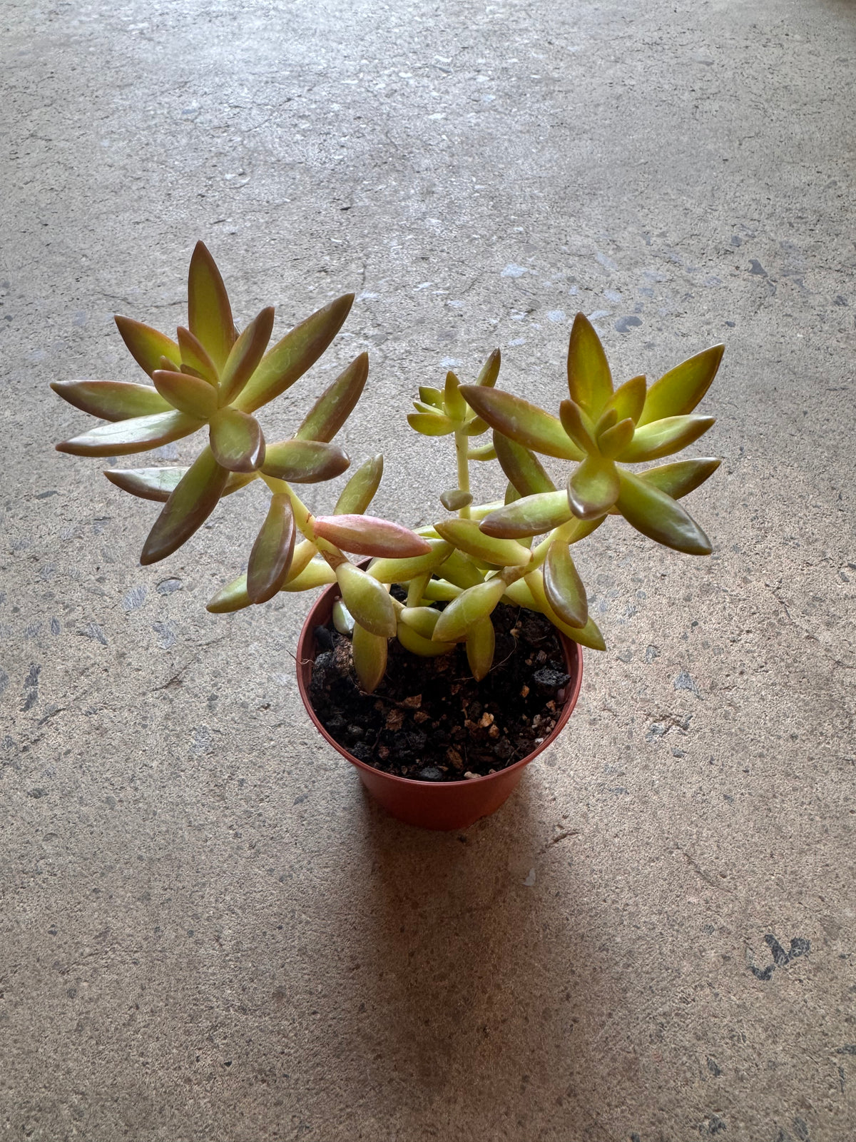 Sedum nussbaumerianum « Orange Delight »