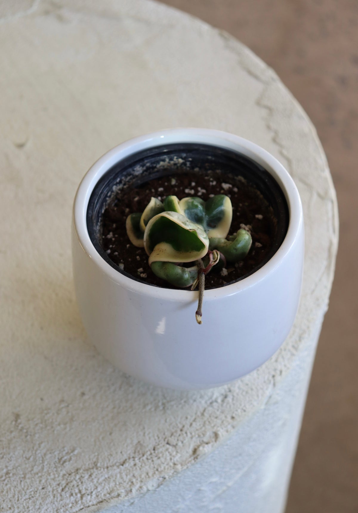 Hoya compacta « Albomarginata »
