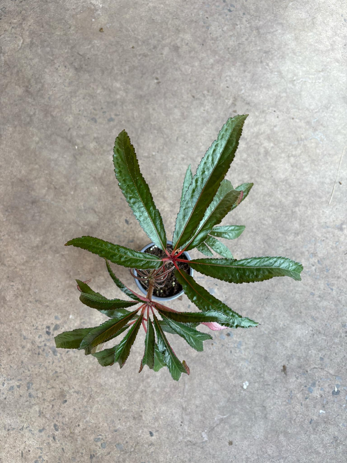 Begonia Luxurians