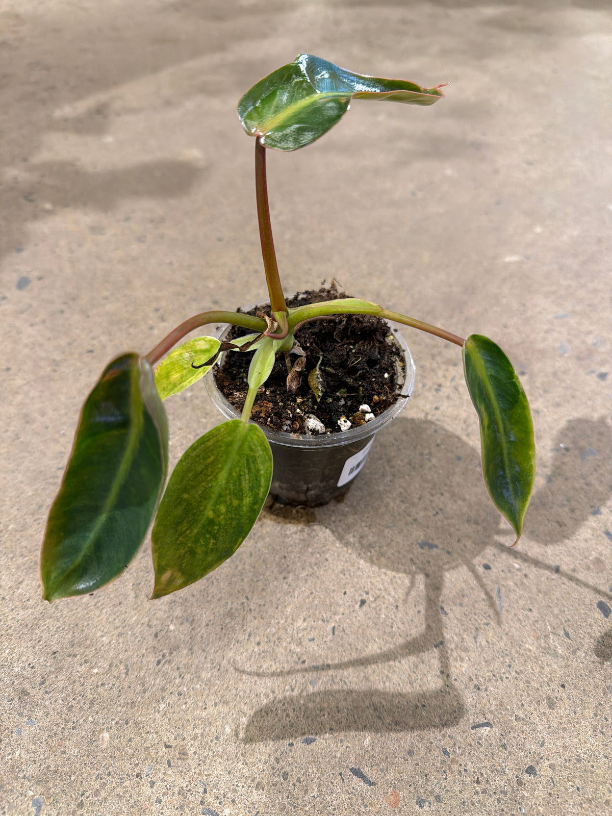 Philodendron spiritus-sancti