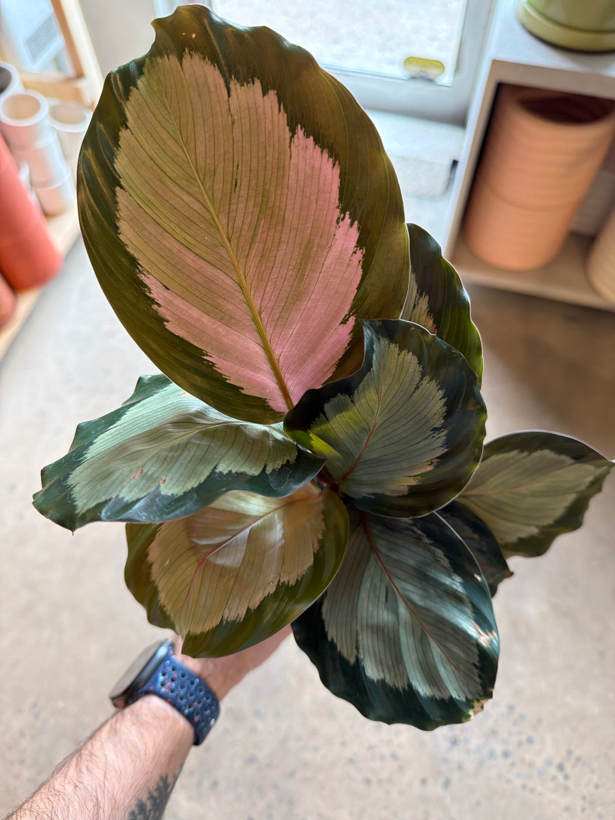 Calathea roseopicta 'Northern Lights'