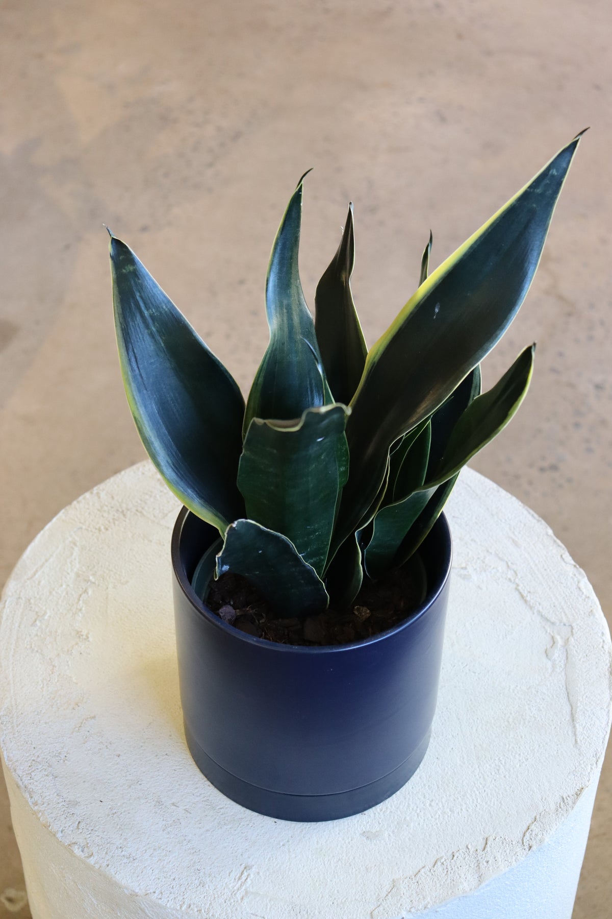 Sansevière Black Dragon