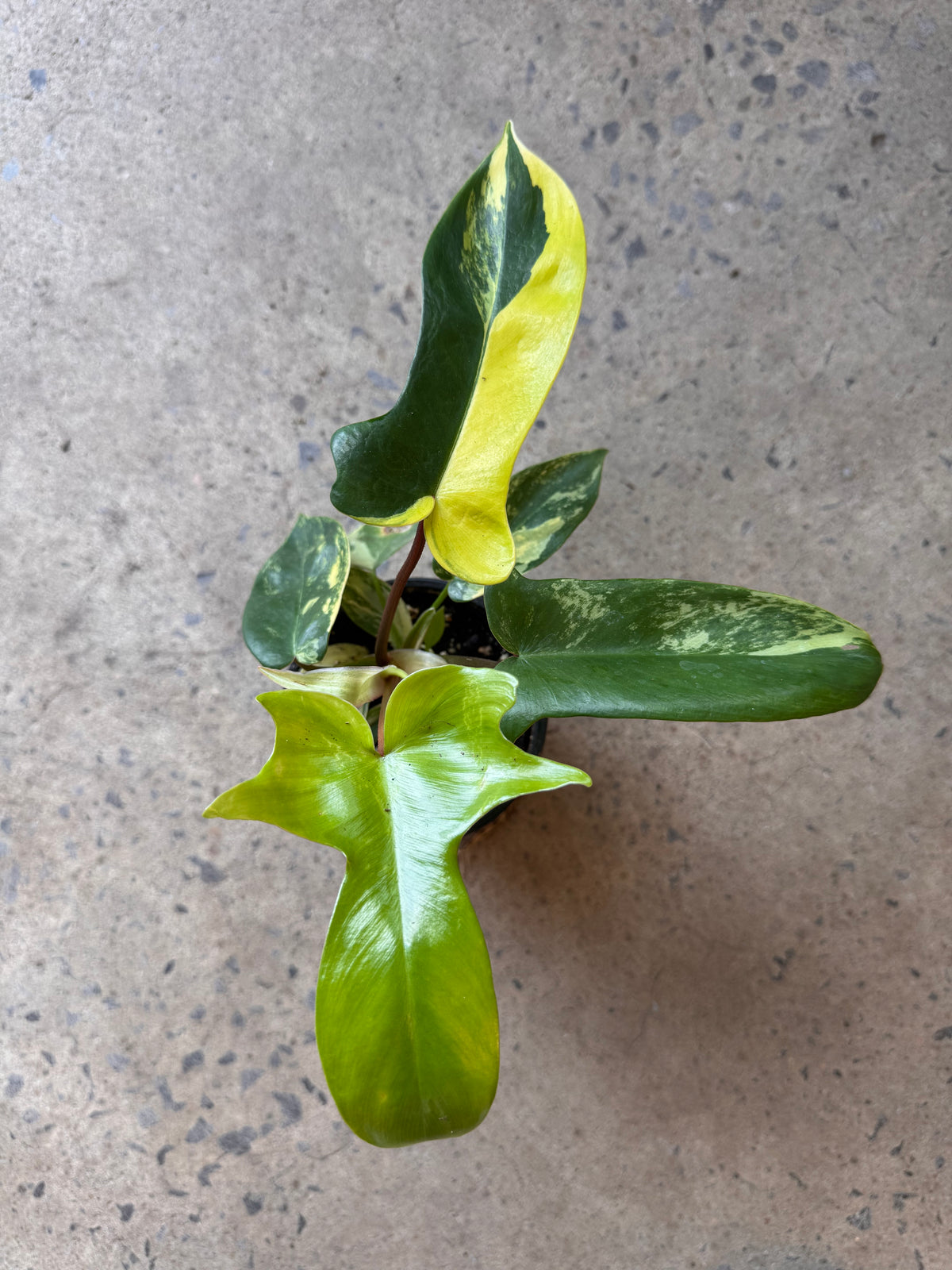 Philodendron Florida Beauty Variegata