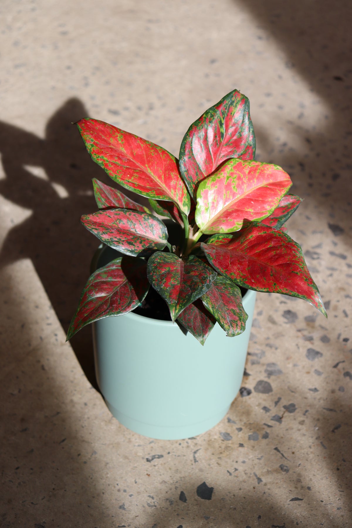 Aglaonema « Ruby Ray »