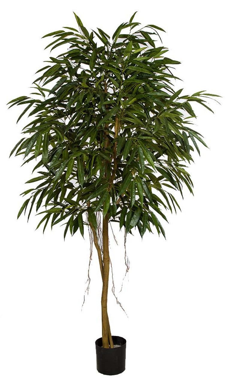 Ficus Amstel King