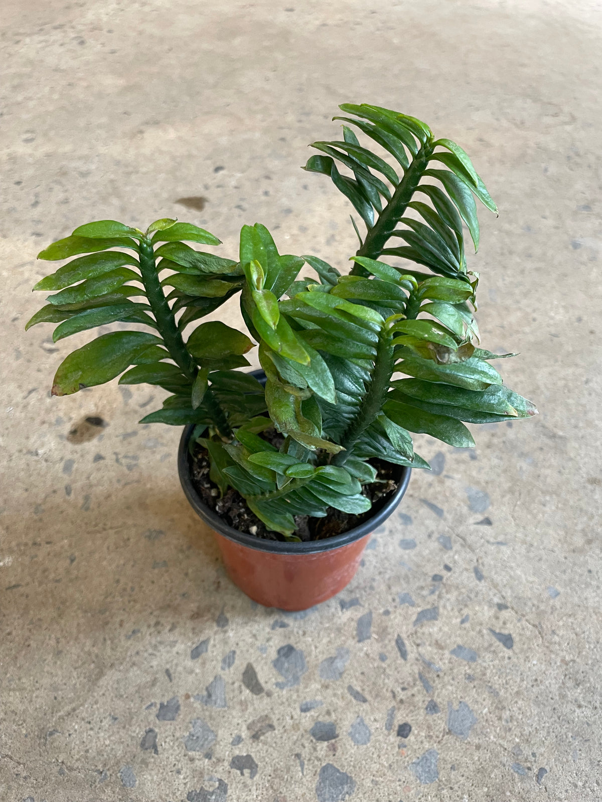 Euphorbia tithymaloides