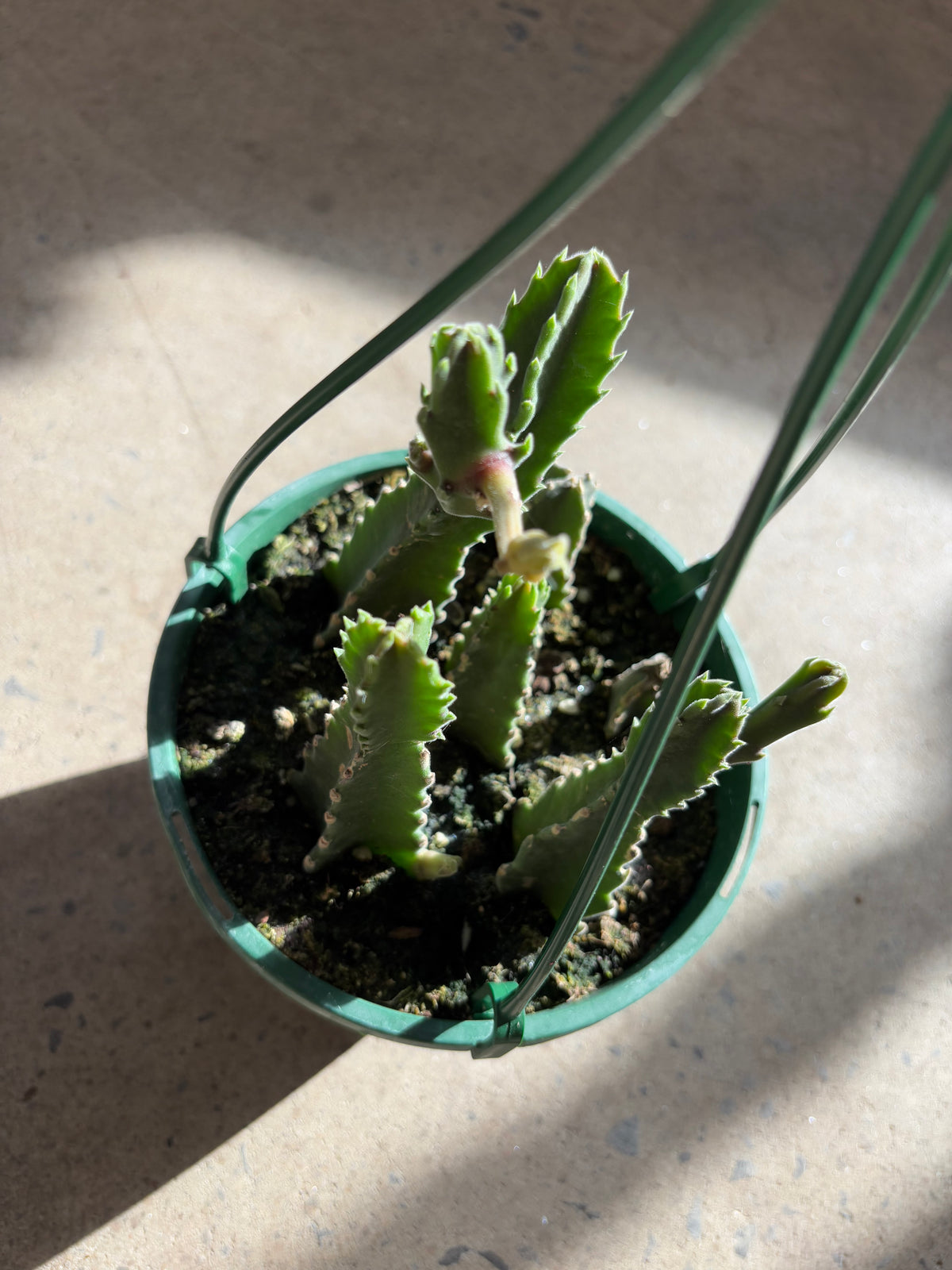 Stapelia Giganta