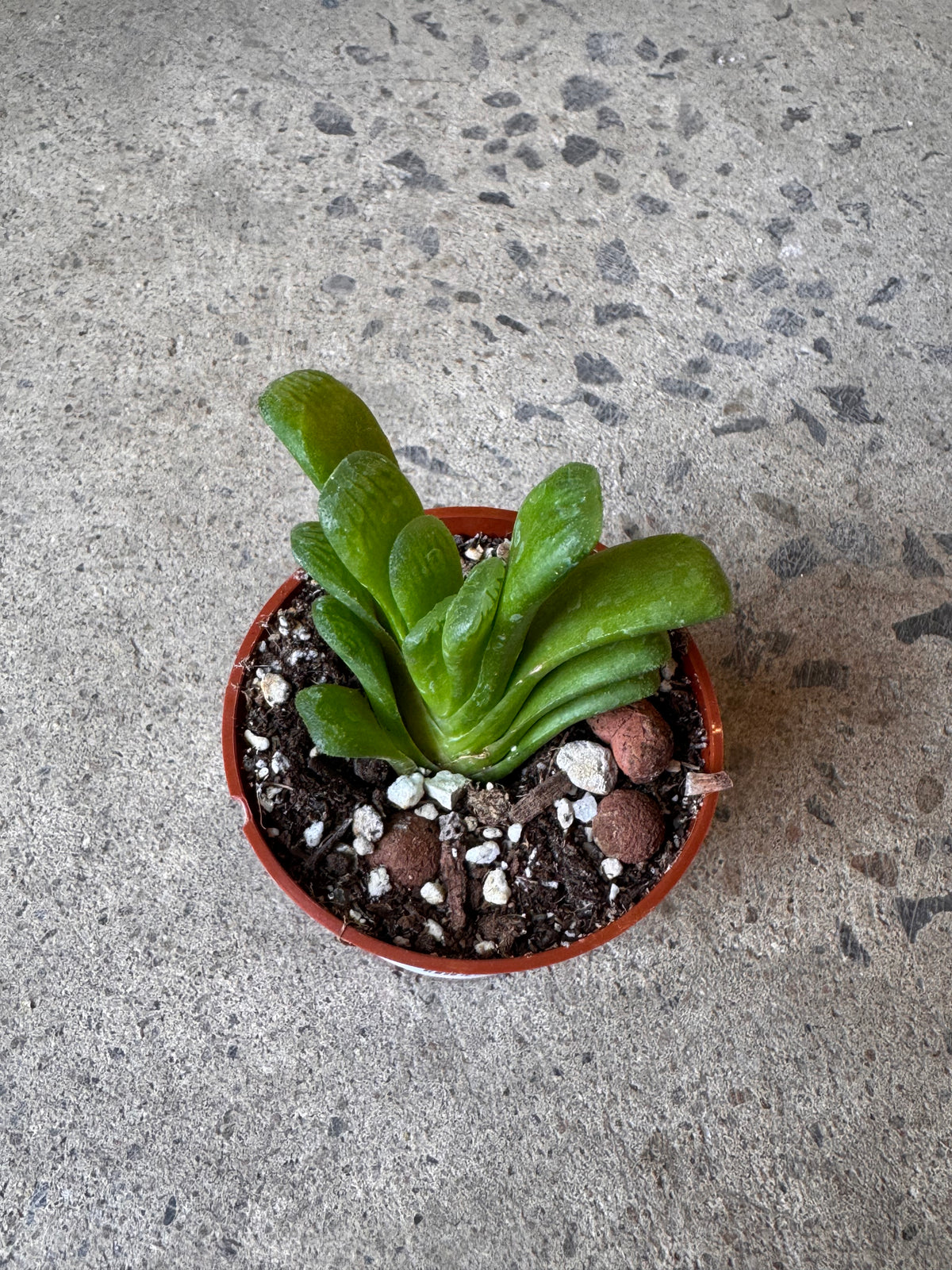 Haworthia truncata Lemon Lime