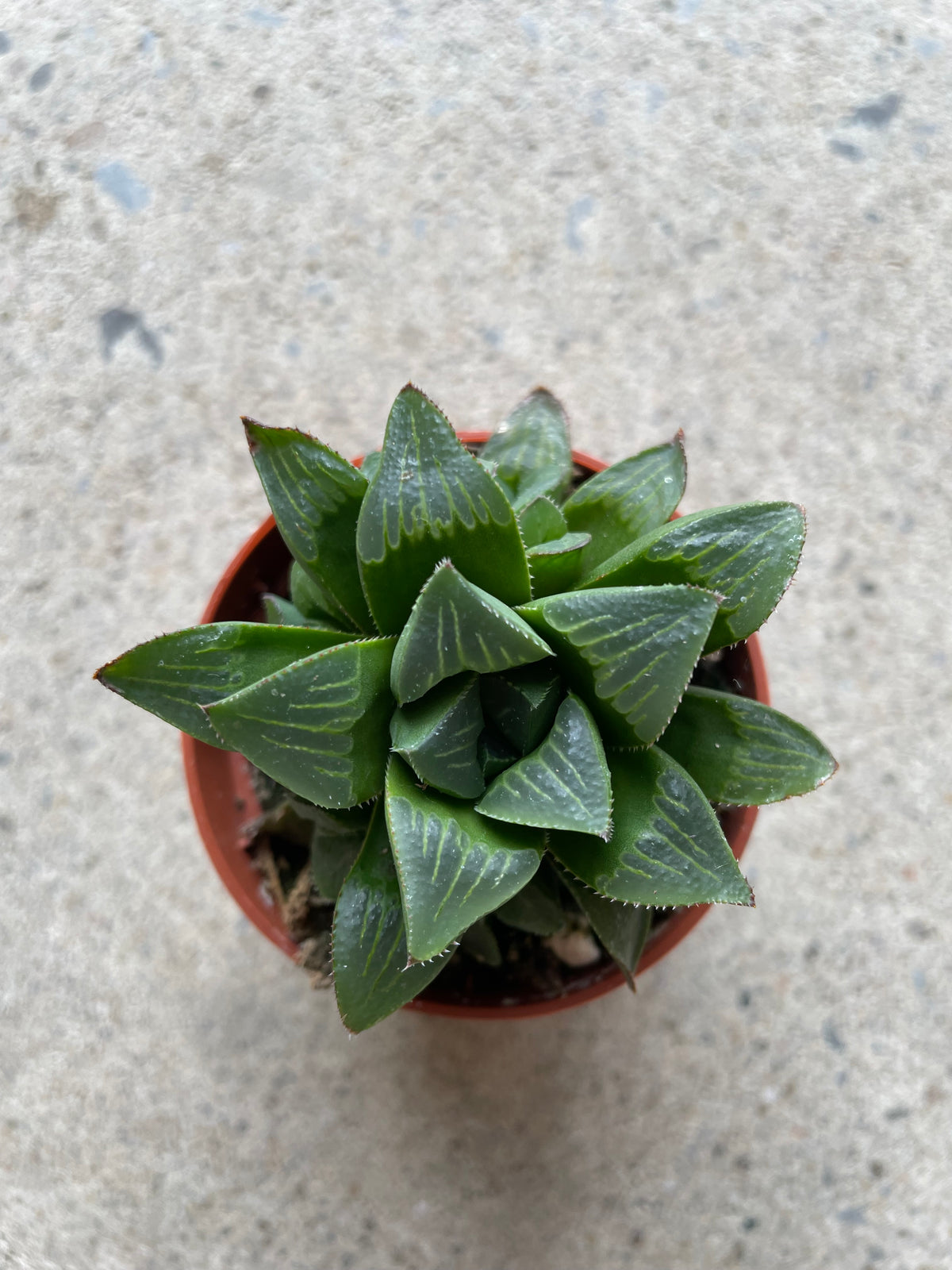 Haworthia Retusa