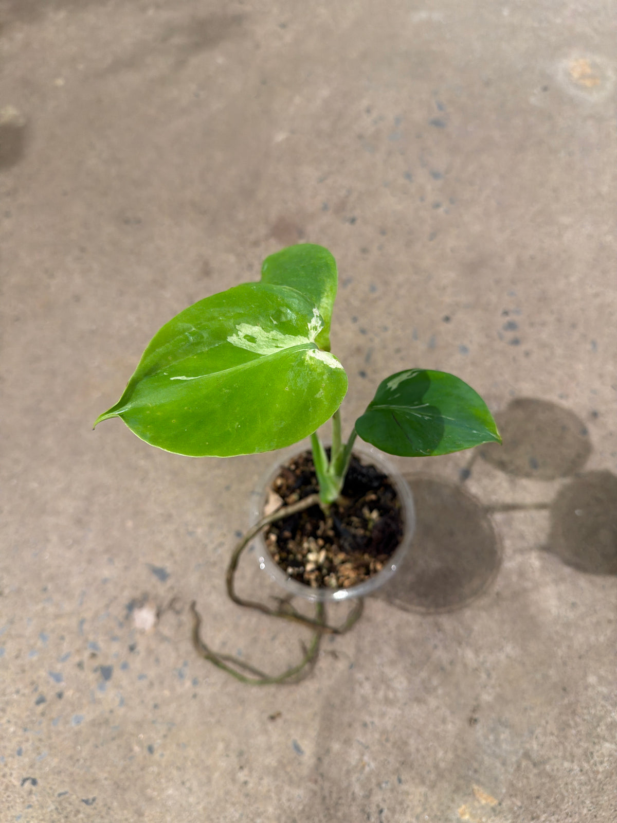 Monstera deliciosa « Vietciosa ».