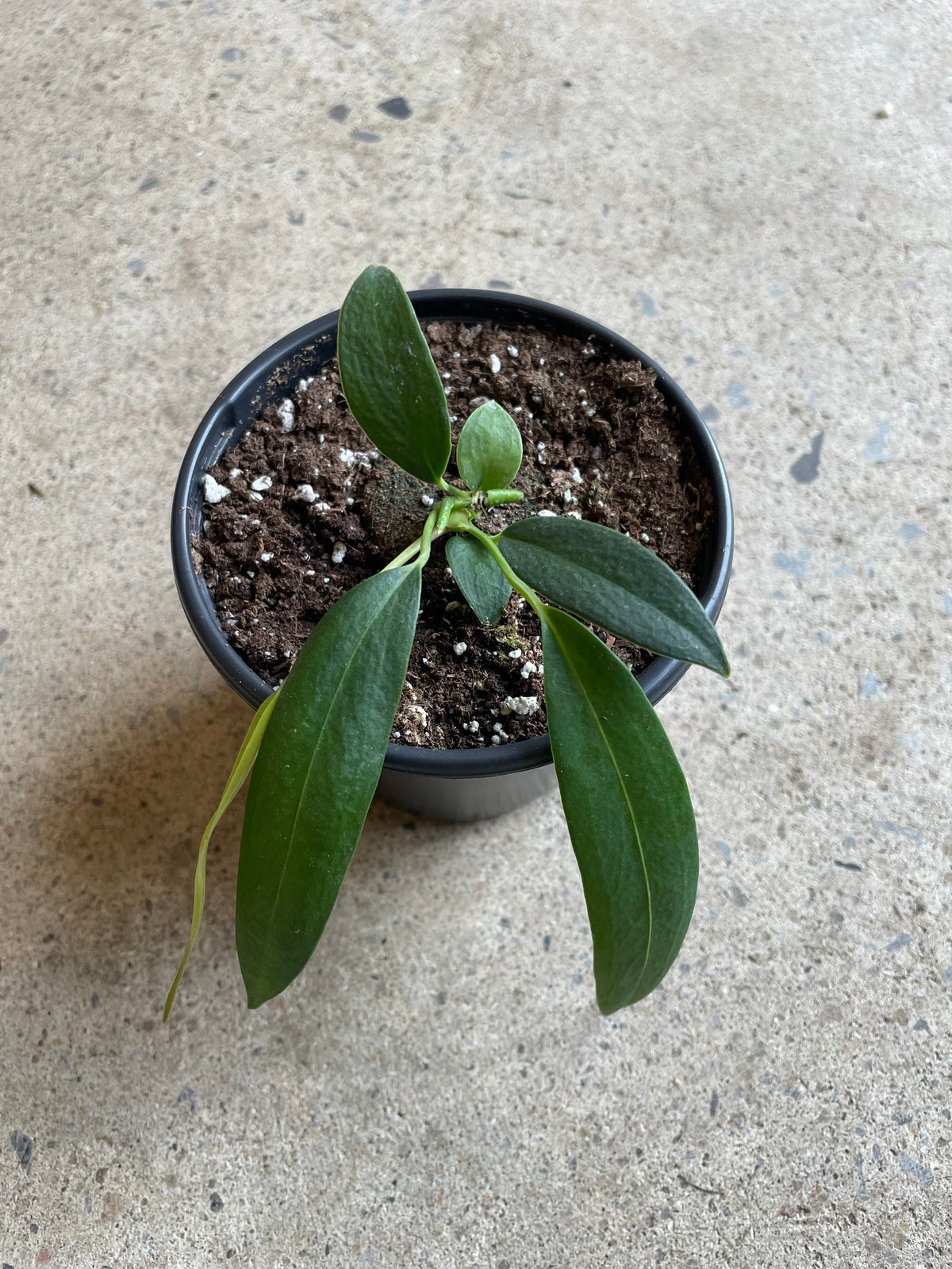 Anthurium Wendlingeri