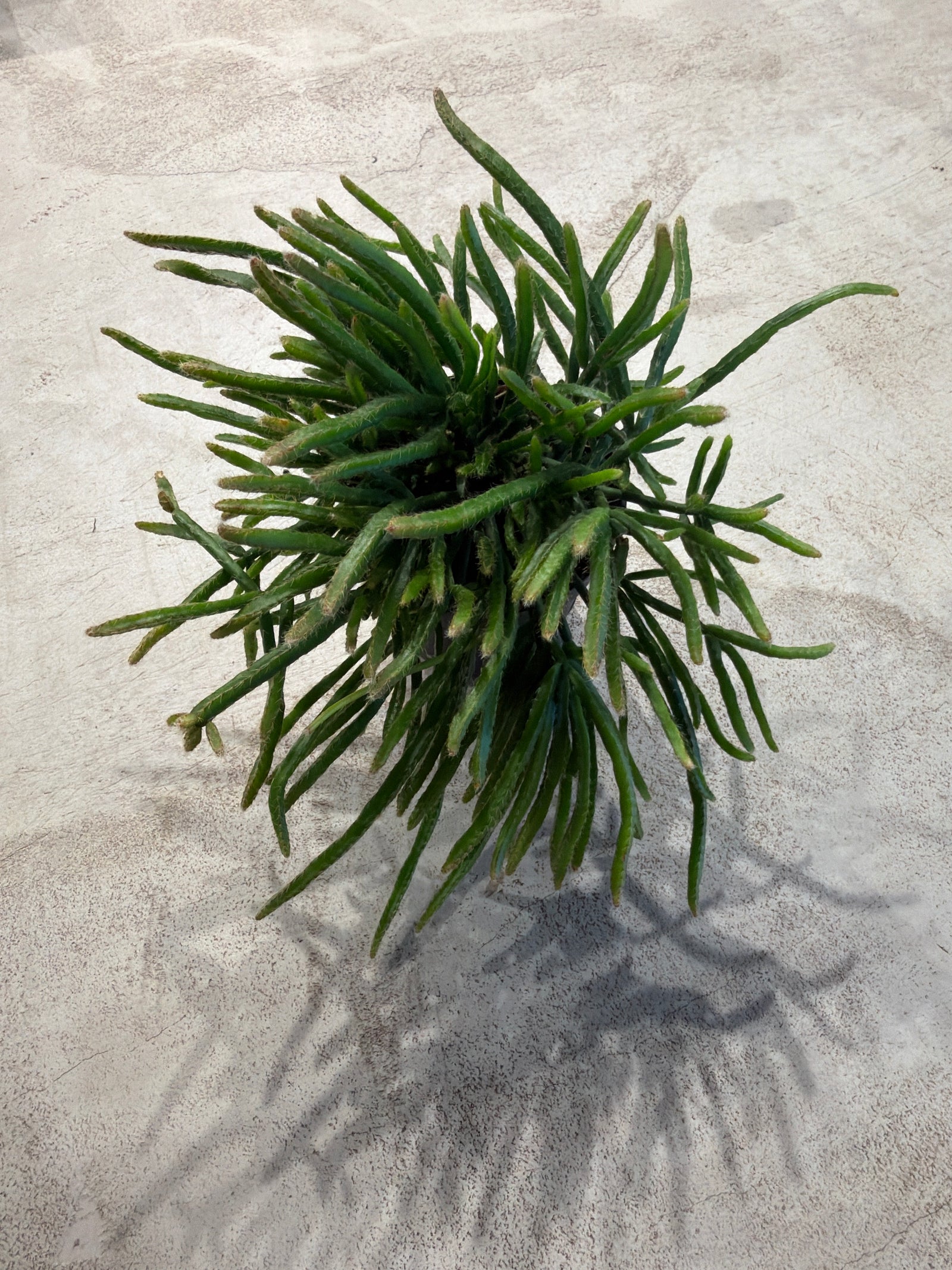 Rhipsalis Sp.