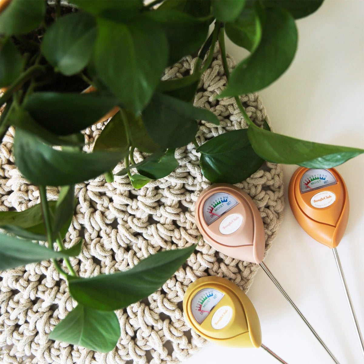 Hygromète « Jungle Club »