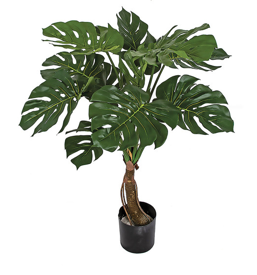 Monstera Deliciosa