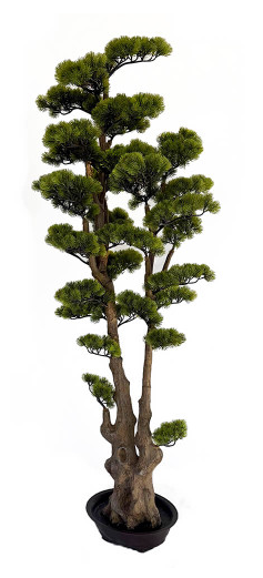 Cypress Bonsaï