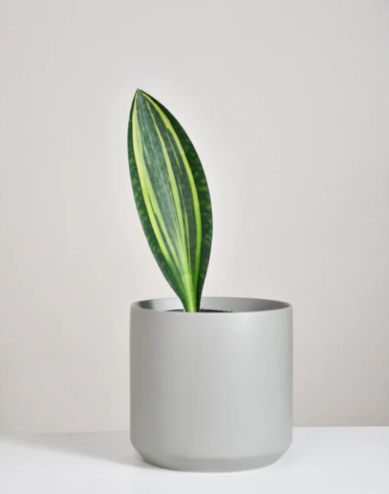 Sansevière masoniana « Whale Fin » variegata