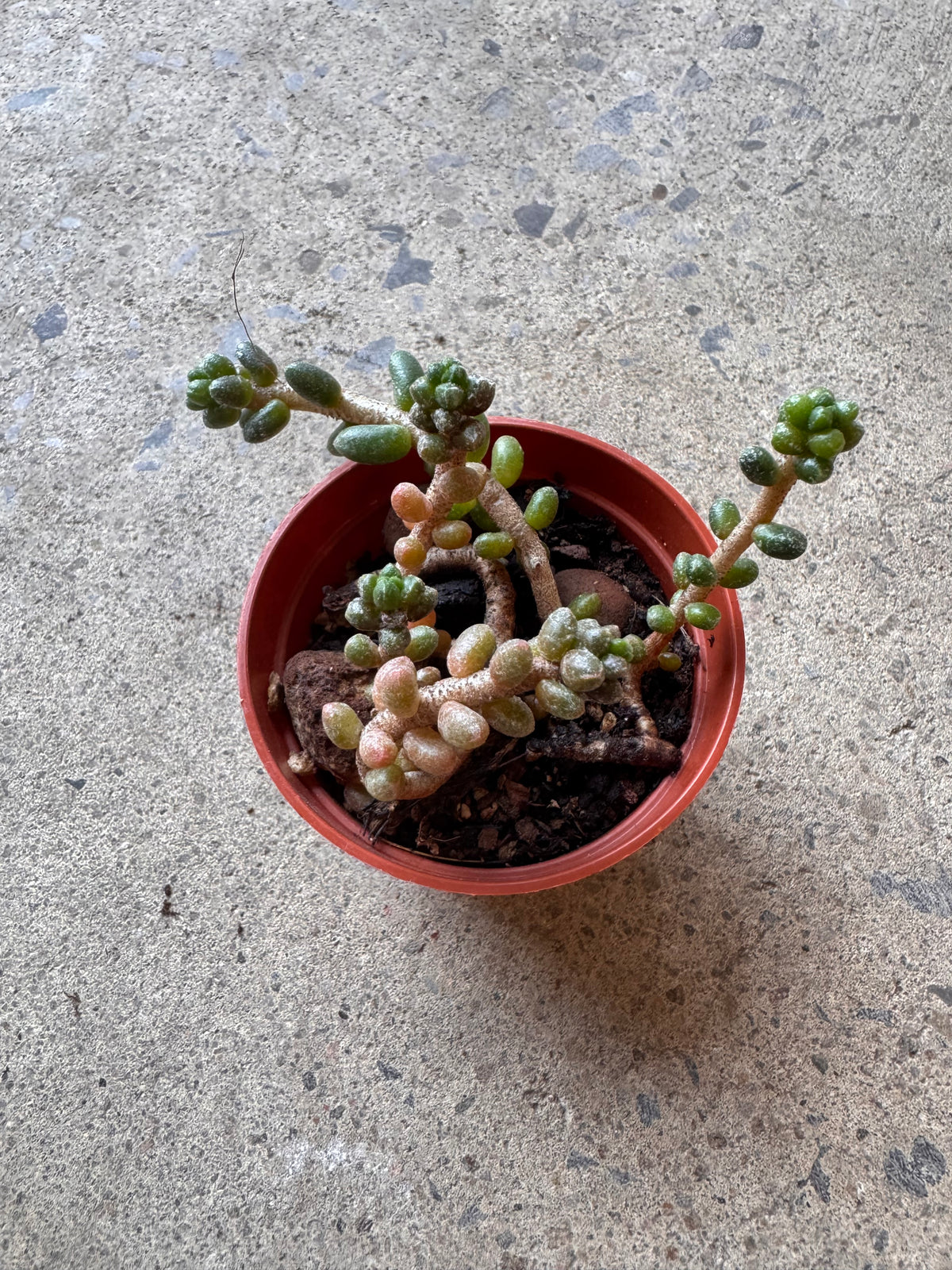 Sedum furfuraceum Moran