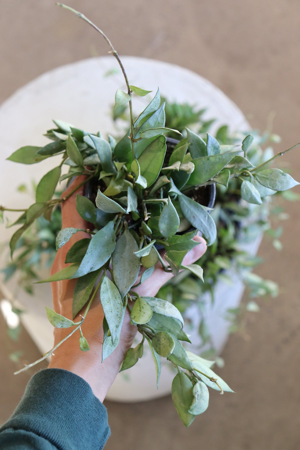 Hoya lacunosa mint
