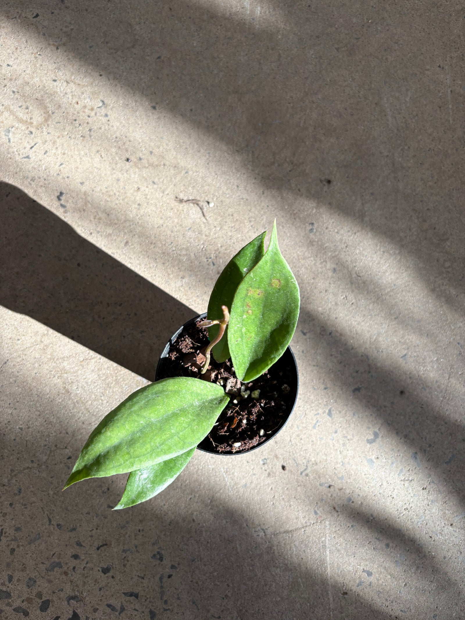Hoya Jennifer