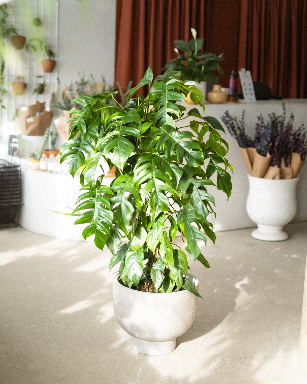 Epipremnum pinnatum «Albo »