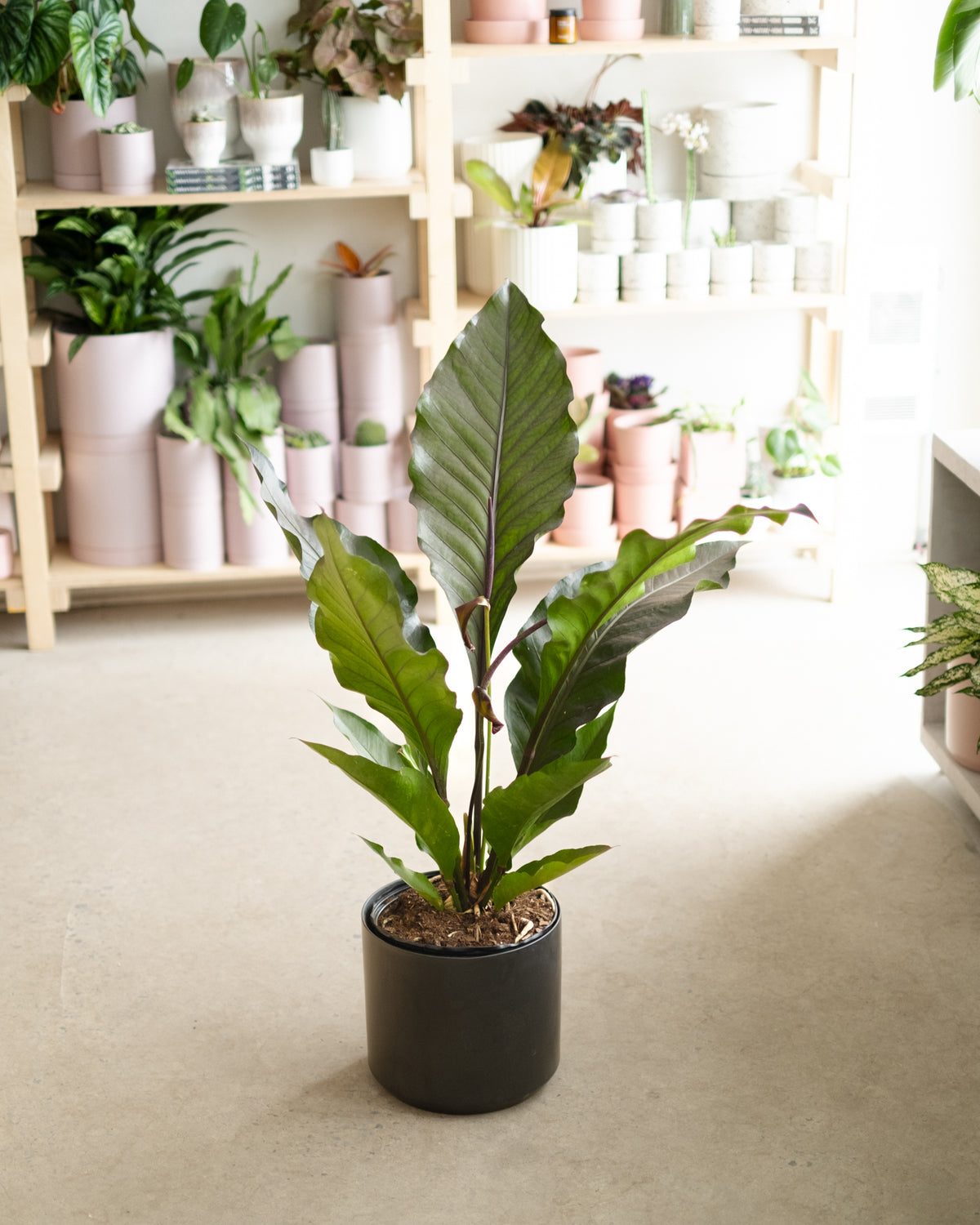 Anthurium Red Bird