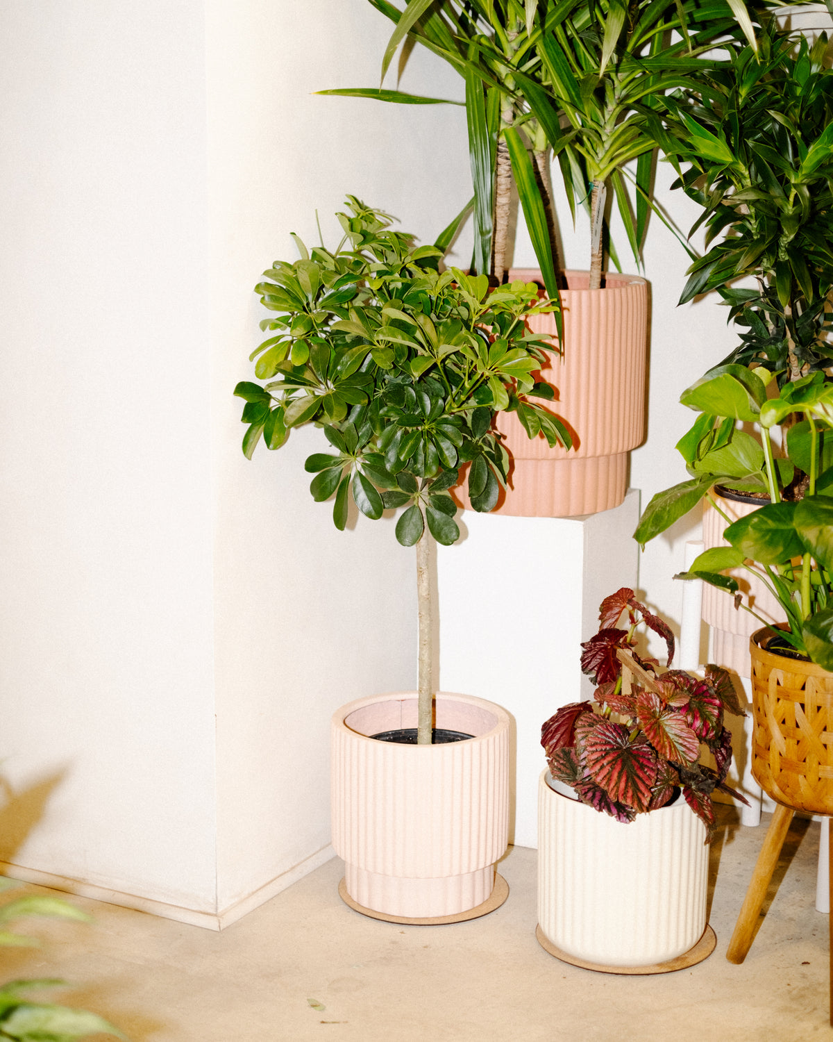 Schefflera arboricola