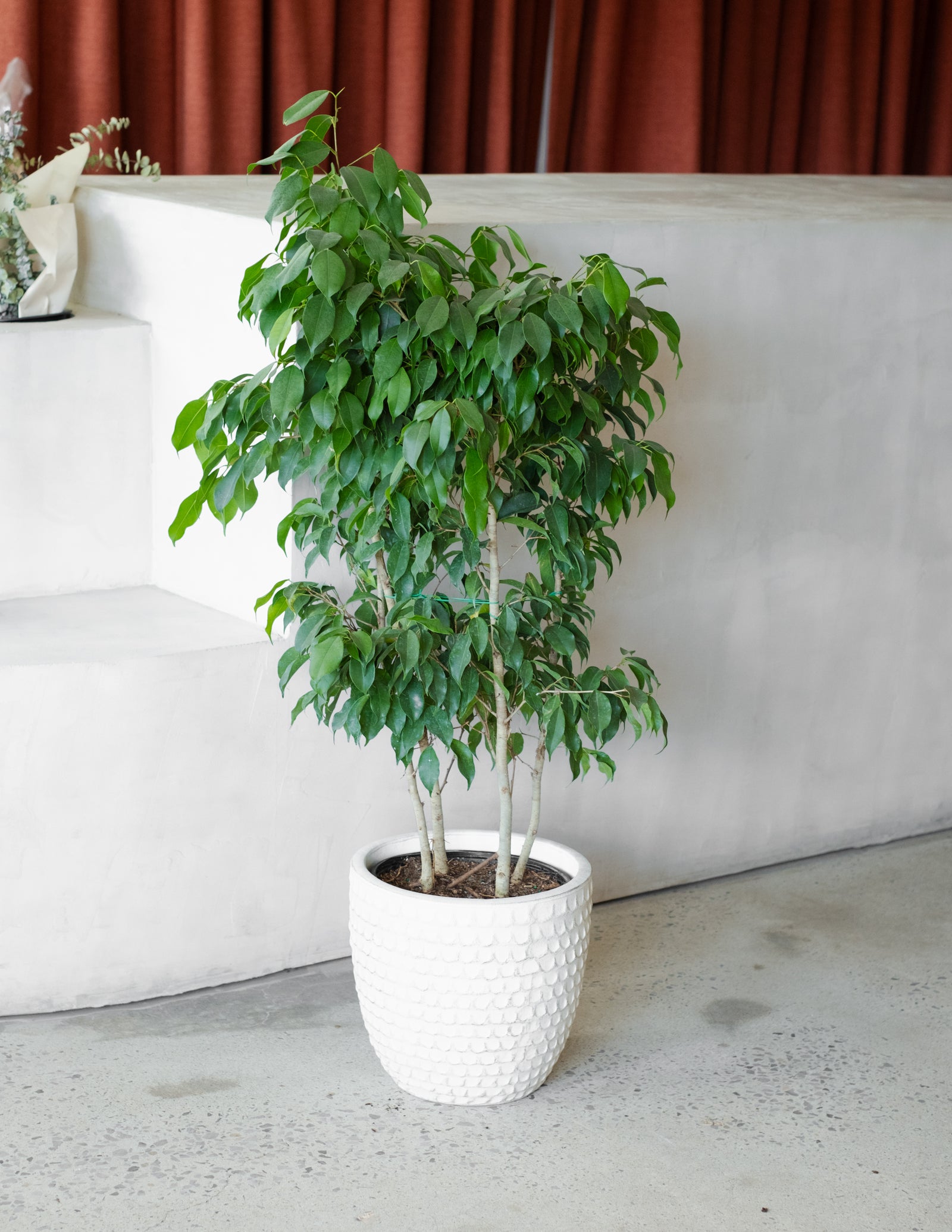 Ficus benjamina « Spire »