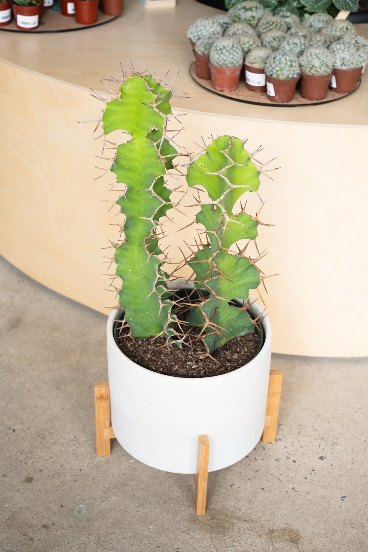Euphorbia Grandicornis