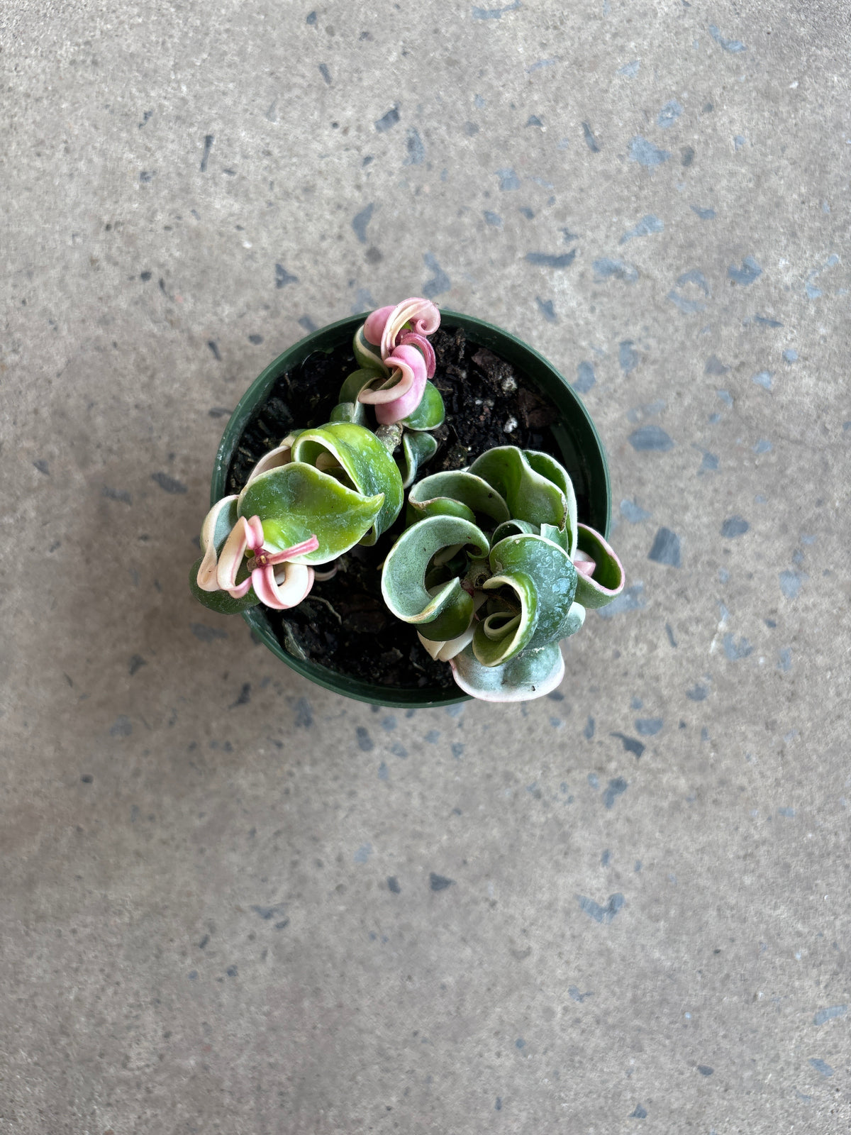 Hoya compacta « Albomarginata »