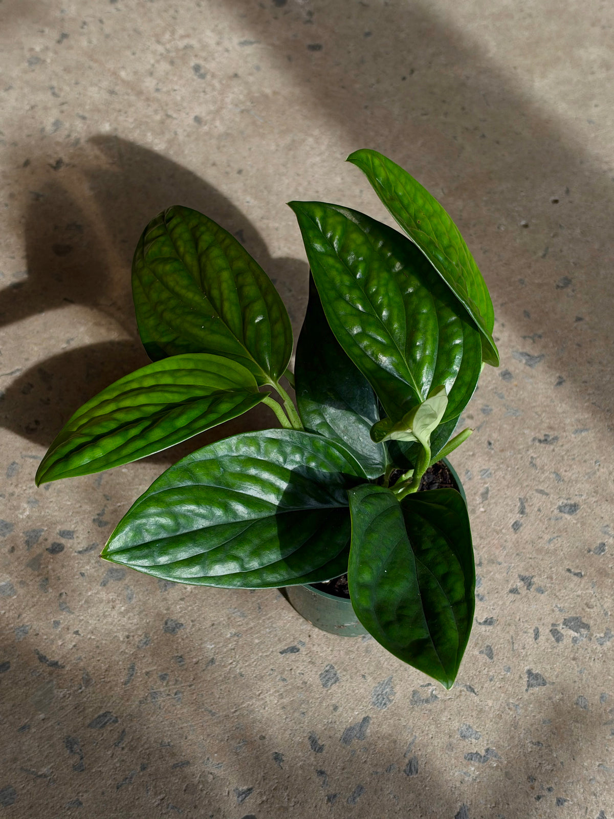 Monstera Karstenianum « Peru »