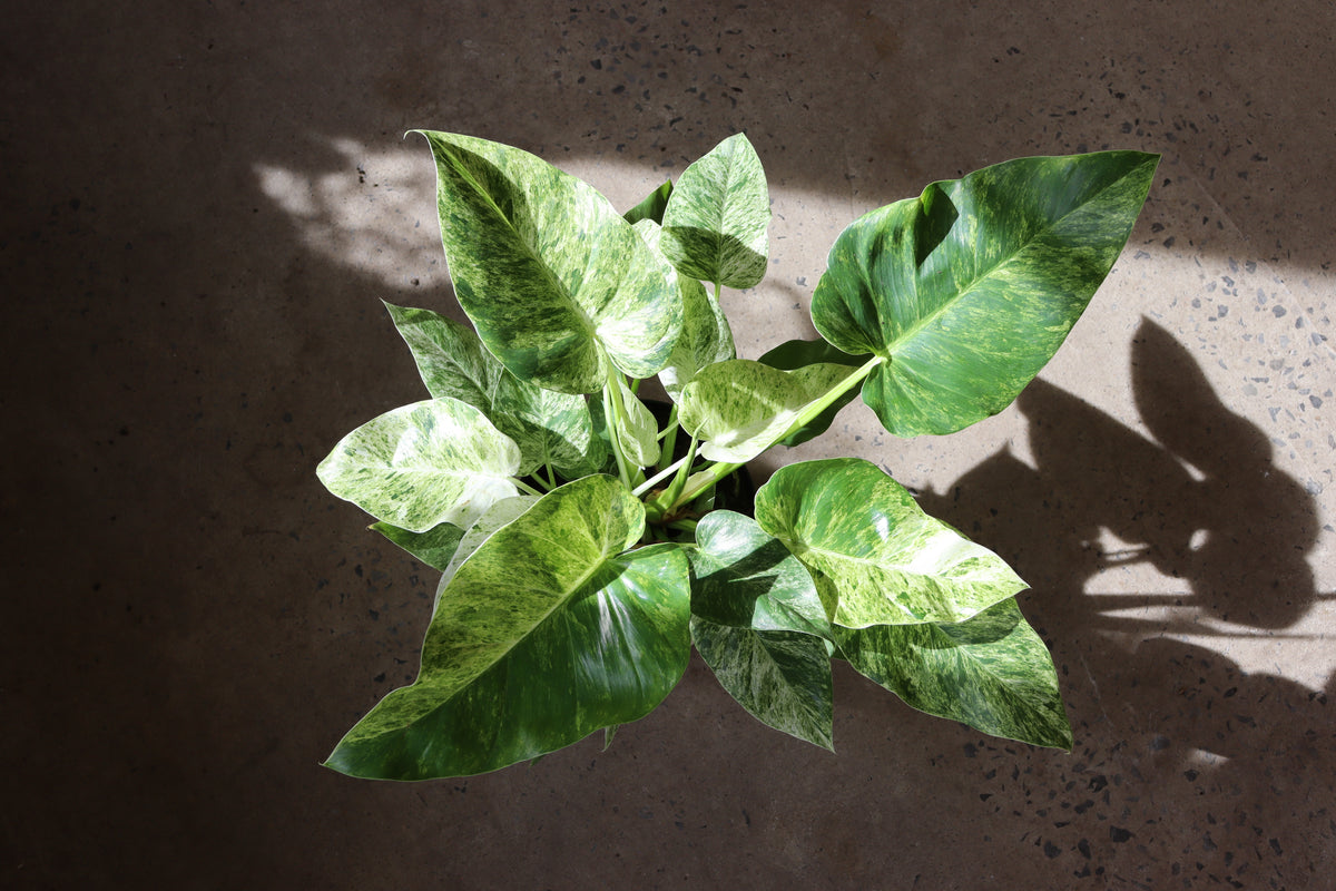 Philodendron giganteum « Blizzard »