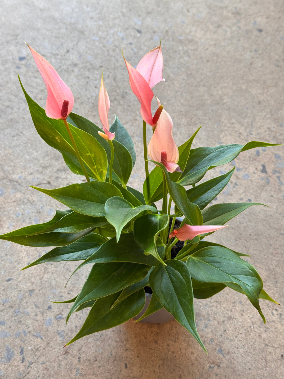 Anthurium Andreanum Assortis