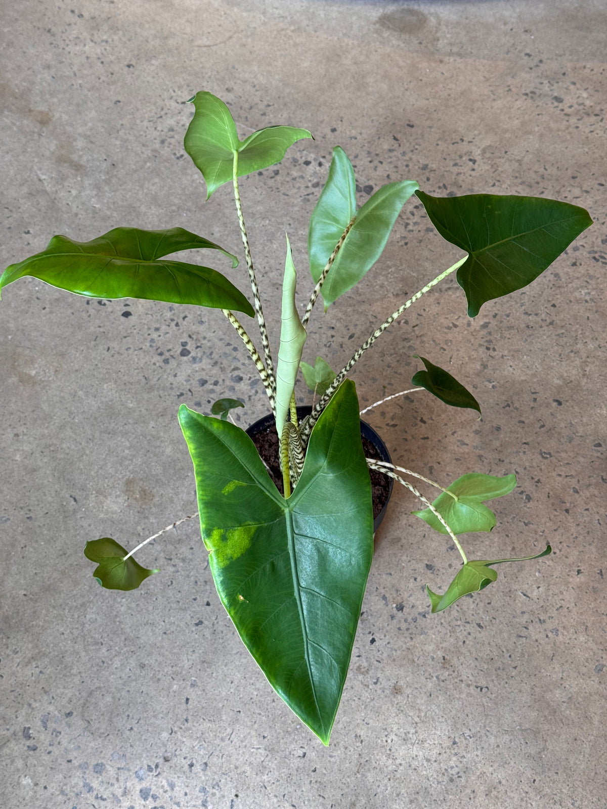 Alocasia Zebrina