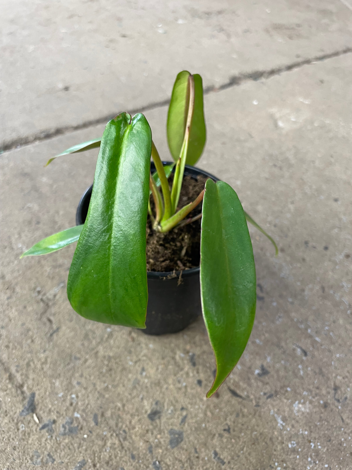 Philodendron Joepii