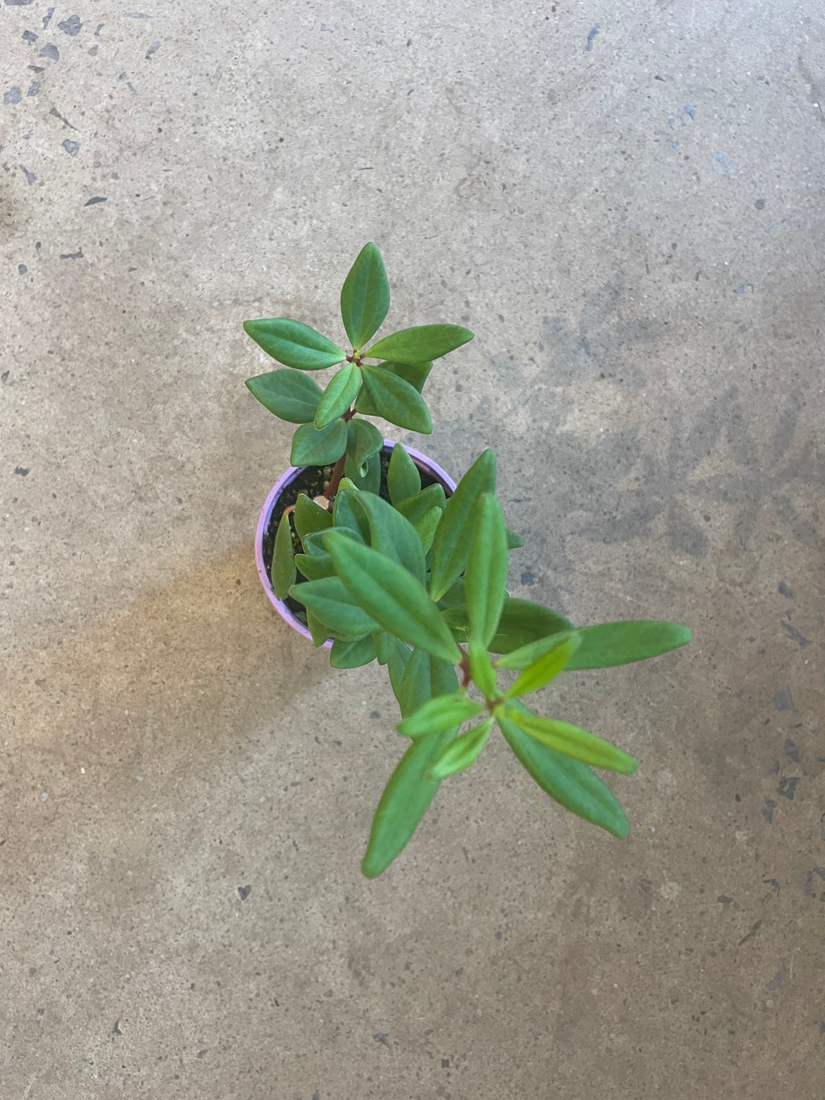 Peperomia Mojo