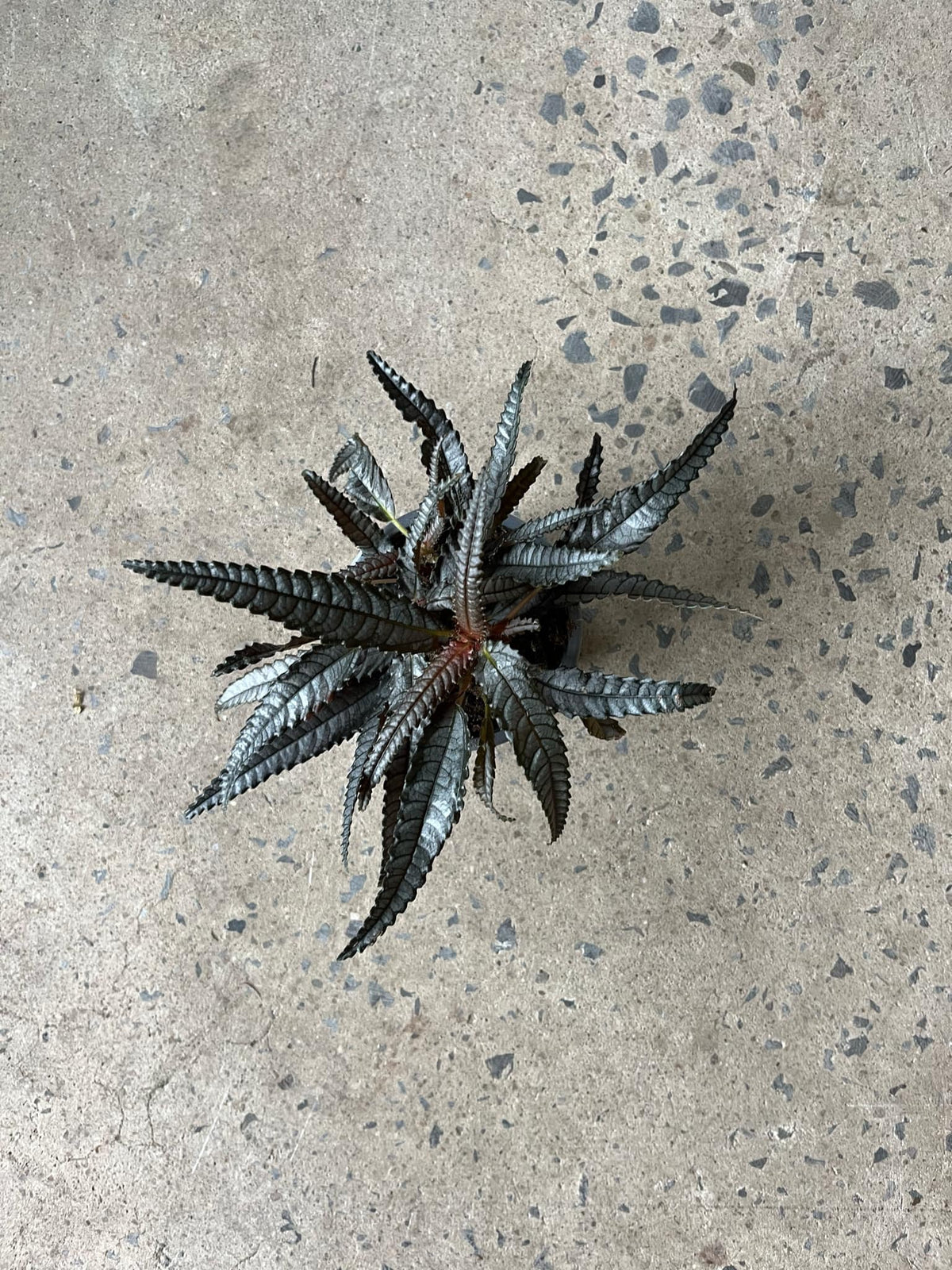 Pilea « Hitchcockii »