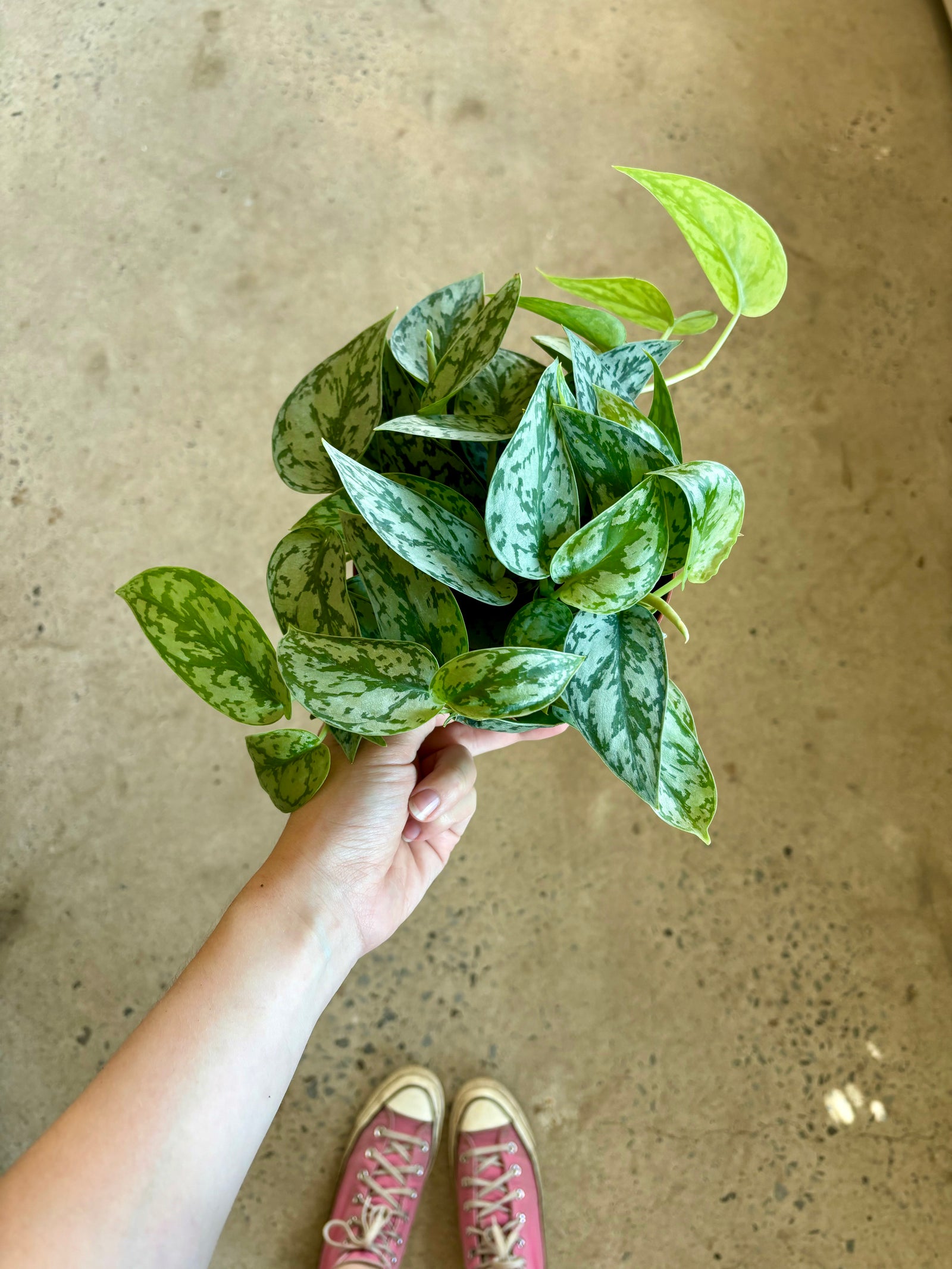 Scindapsus pictus « Silver Lady »