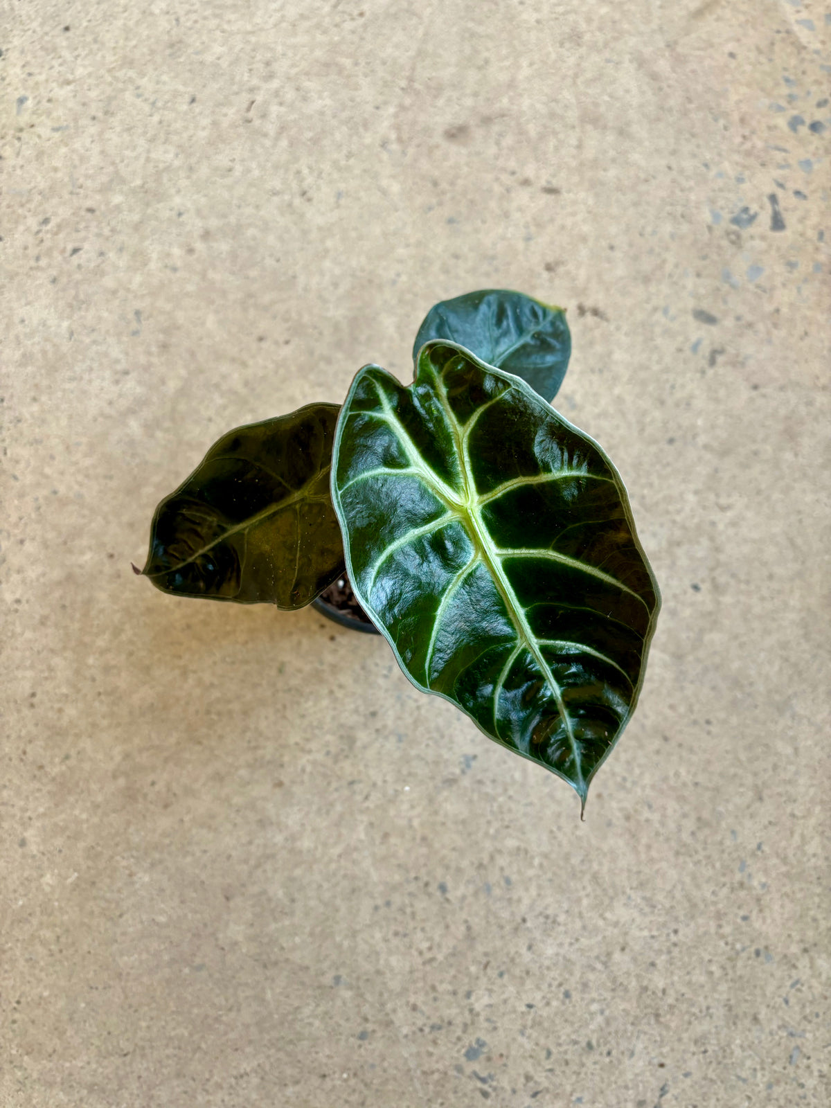 Alocasia Suhirmaniana Black Form