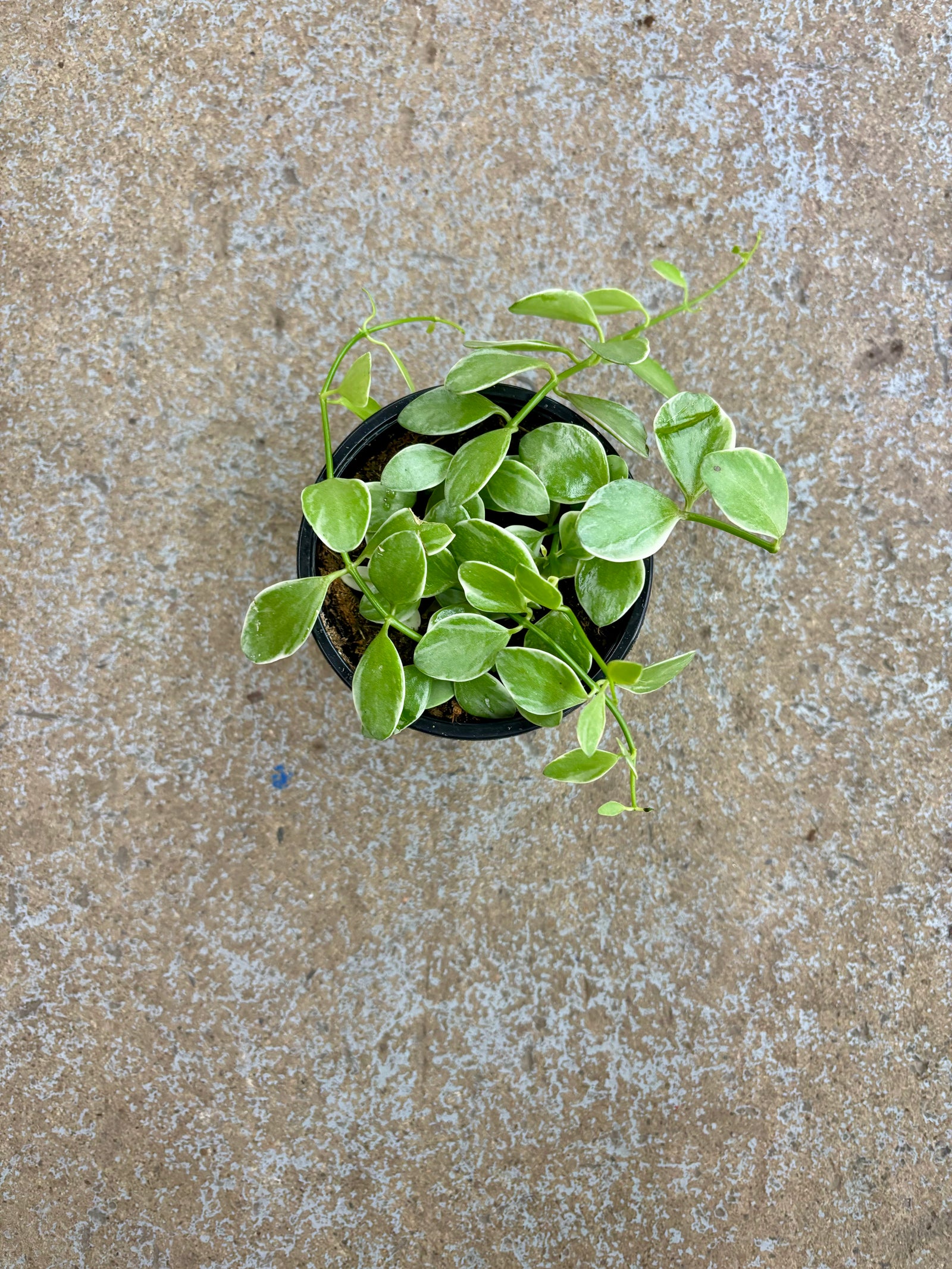 Dischidia Oiantha Variegata