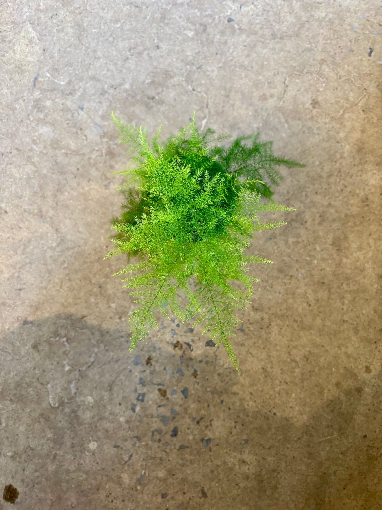 Asparagus setaceus