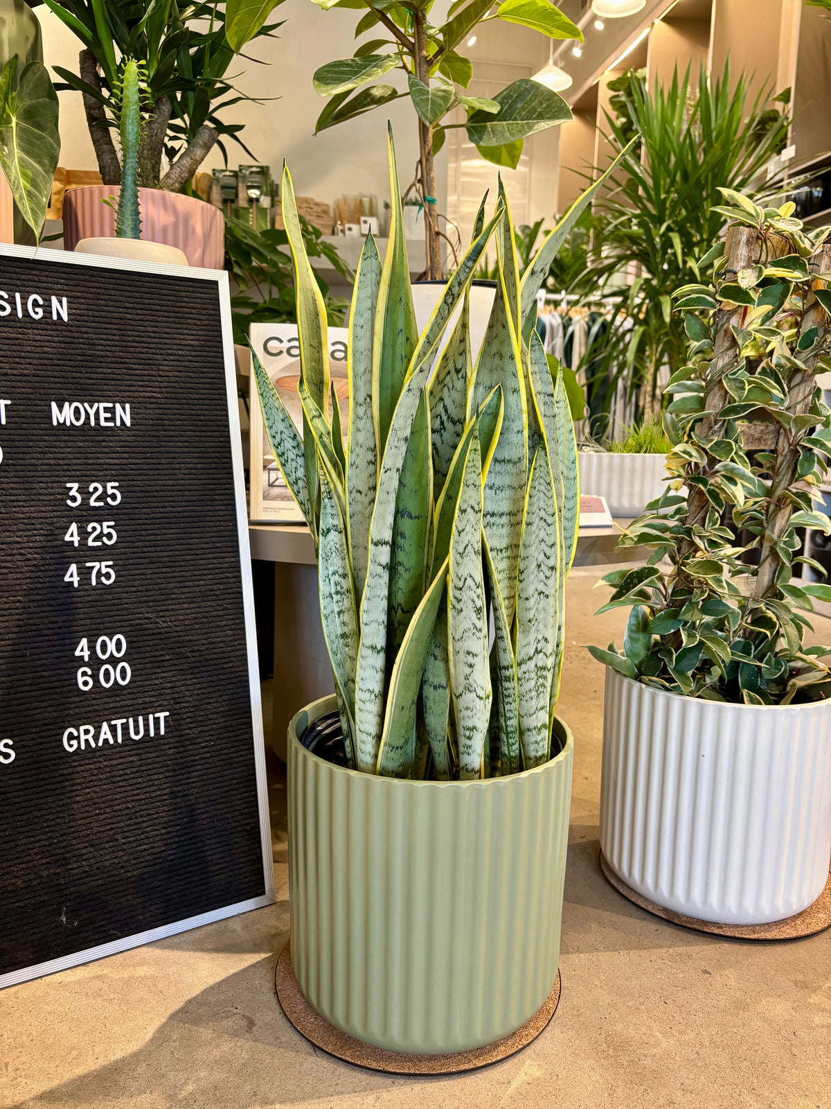 Sansevière trifasciata « Laurentii » 