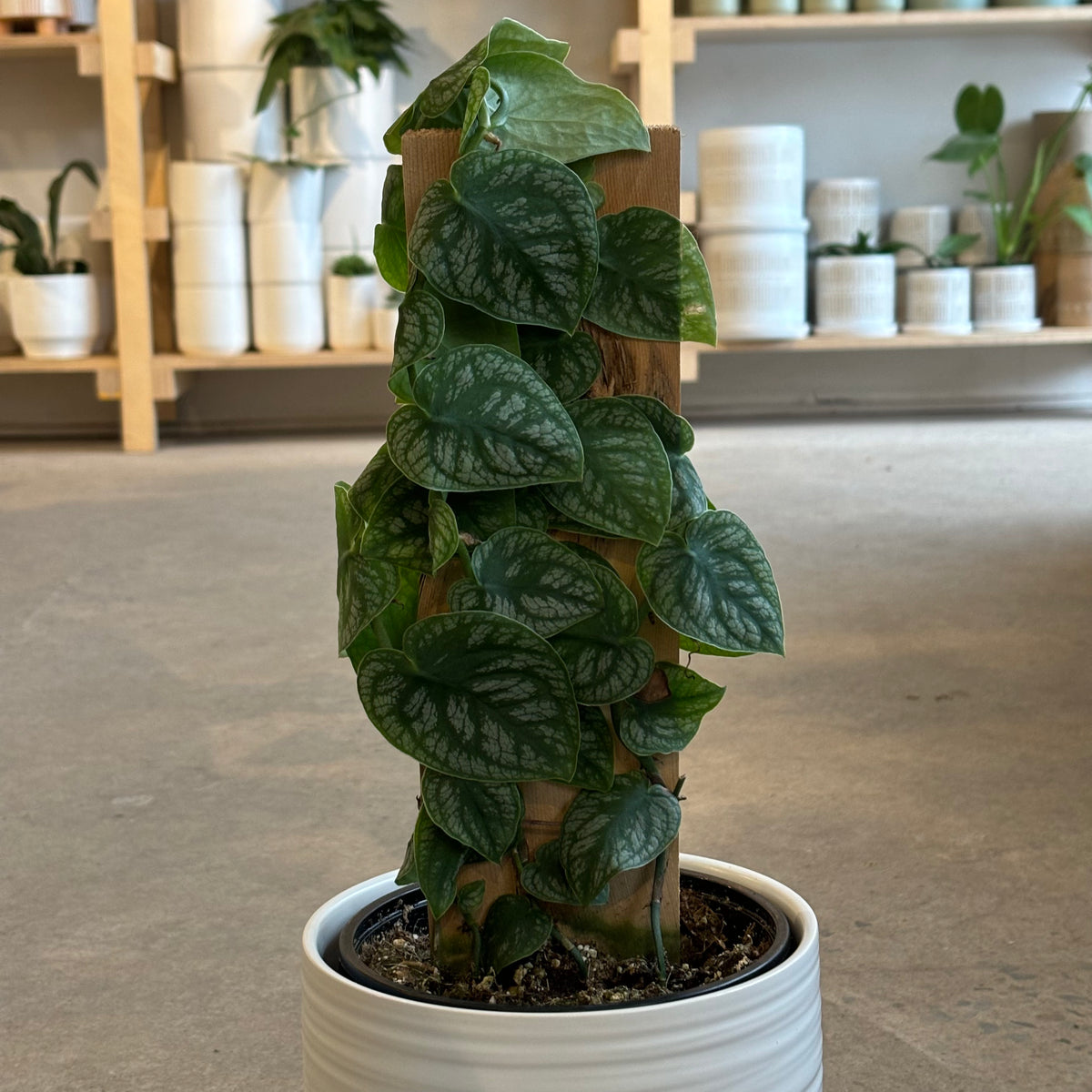 Monstera « Dubia »