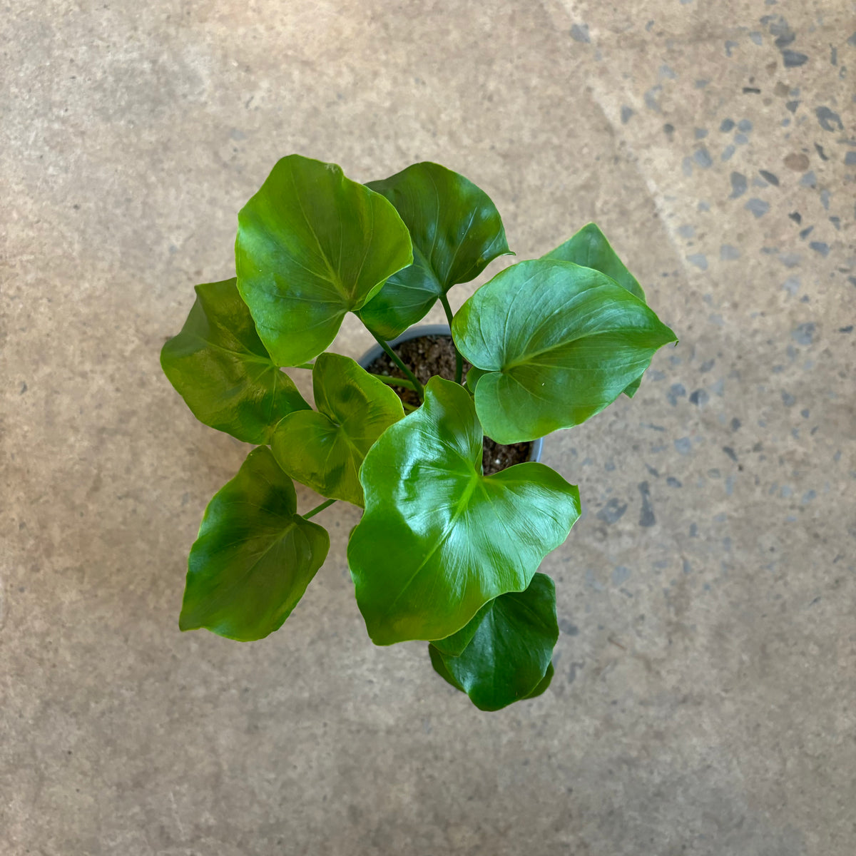 Philodendron selloum