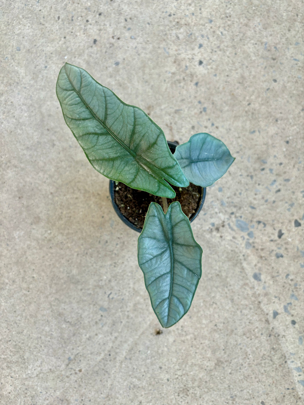 Alocasia « Dragon breath »