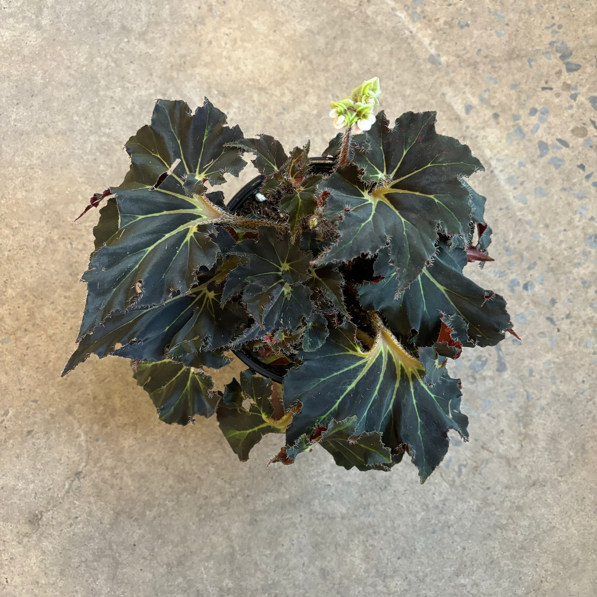 Begonia Black Fancy
