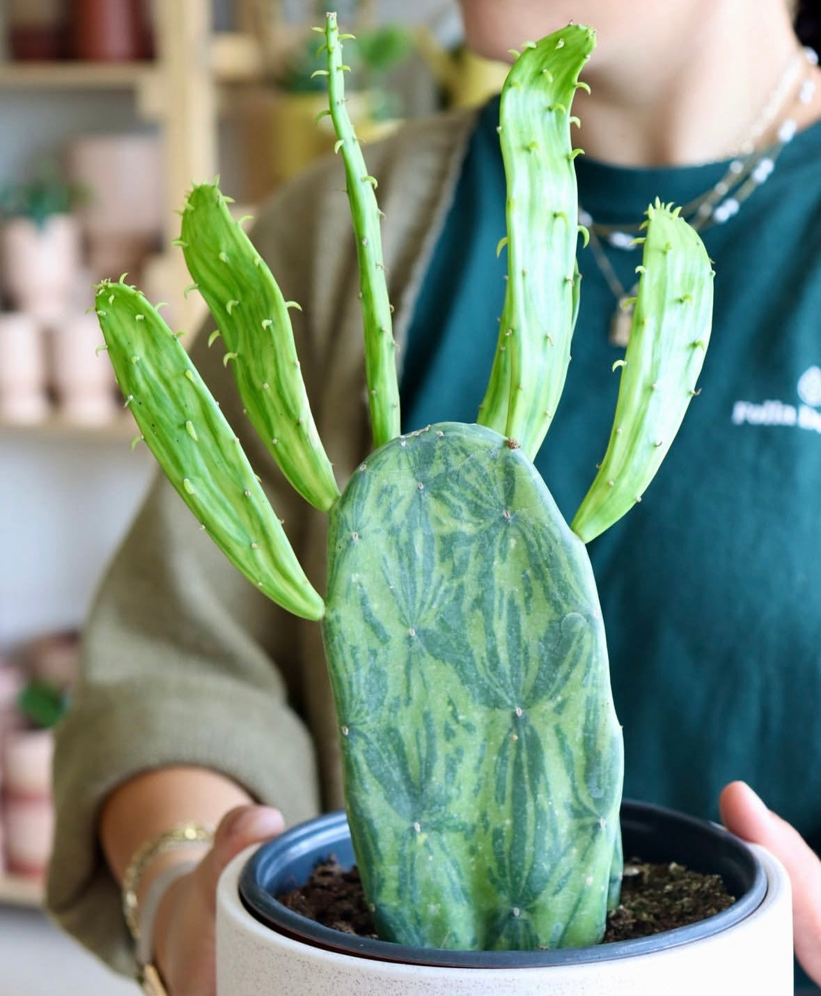 Opuntia Cochenilifera Variegata