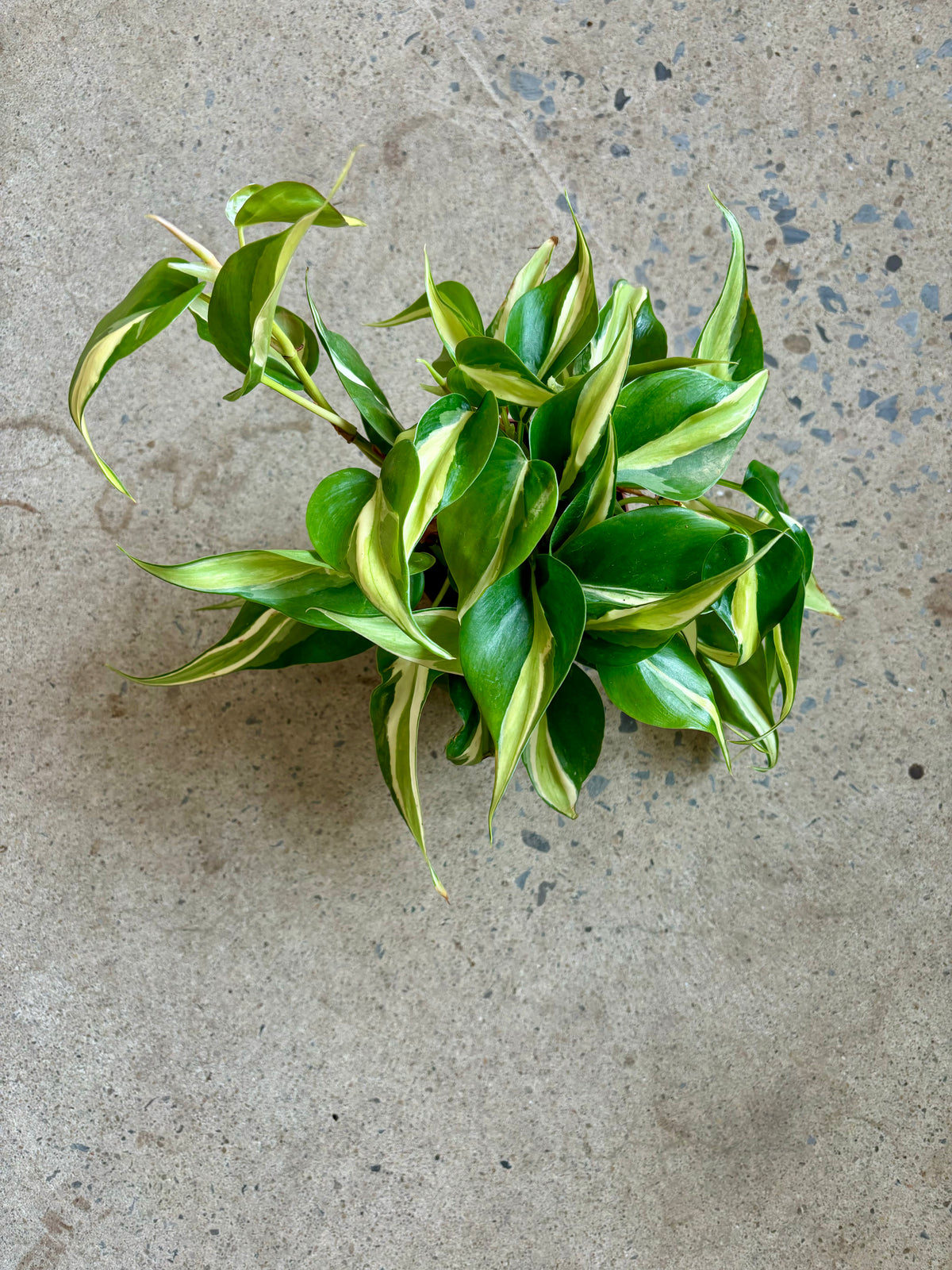 Philodendron Rio