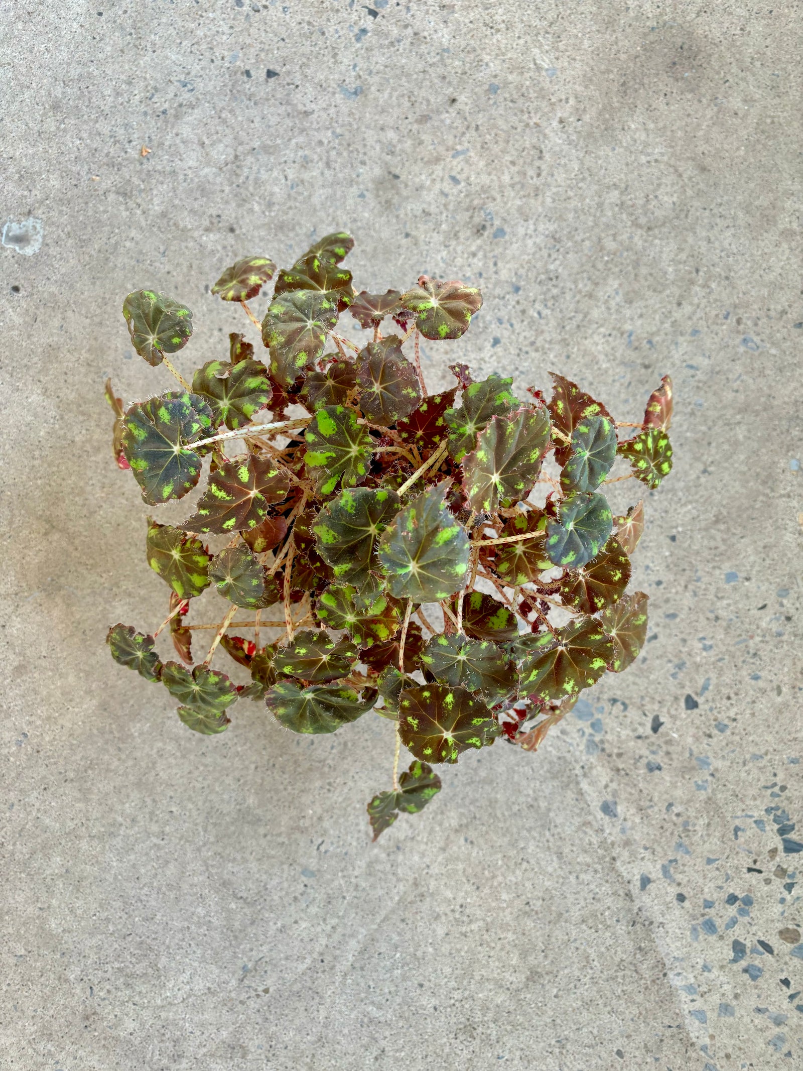 Begonia « Tiger Paw »