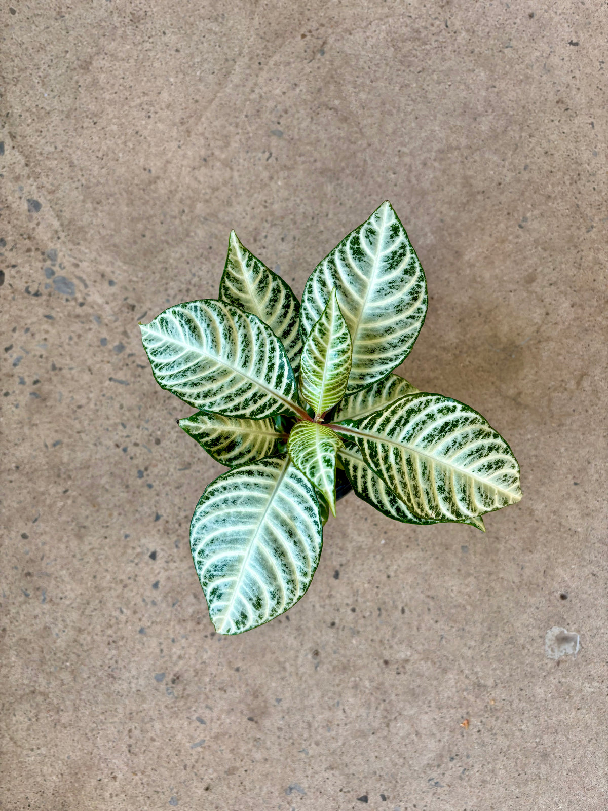 Aphelandra « Snowflake »