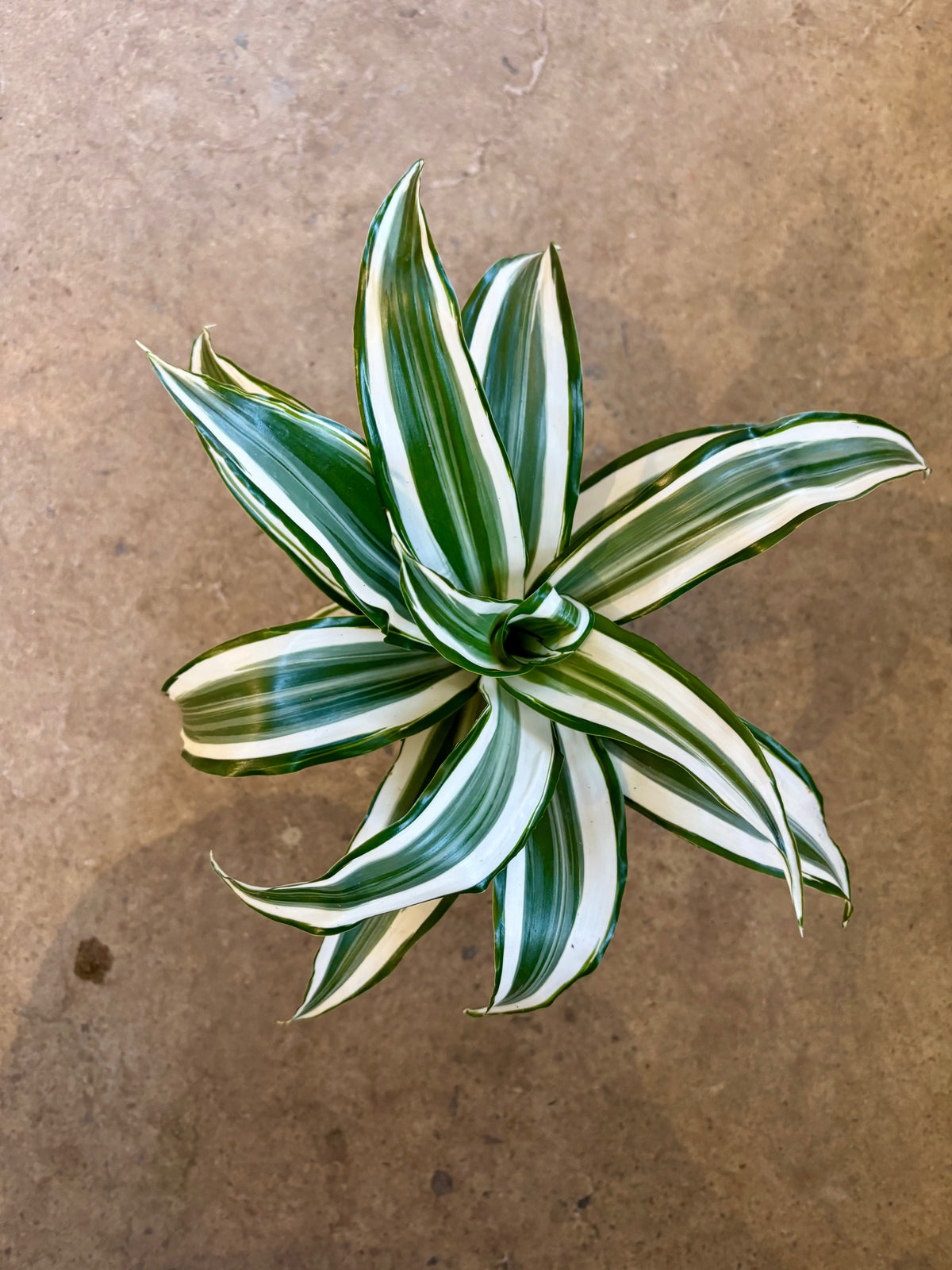 Dracaena fragrans « White Surprise »